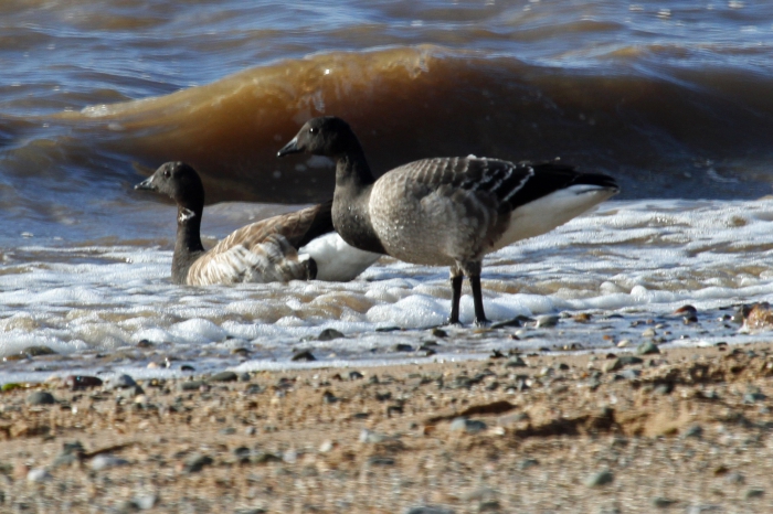 Brent Goose (Branta bernicula)