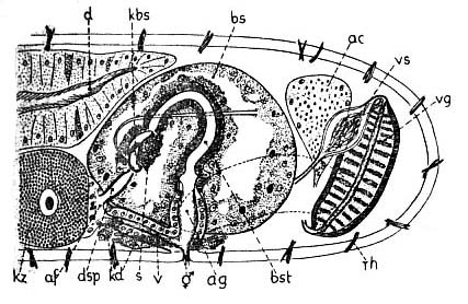 Paraphanostoma dubium