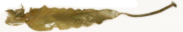 Laminaria solidungula