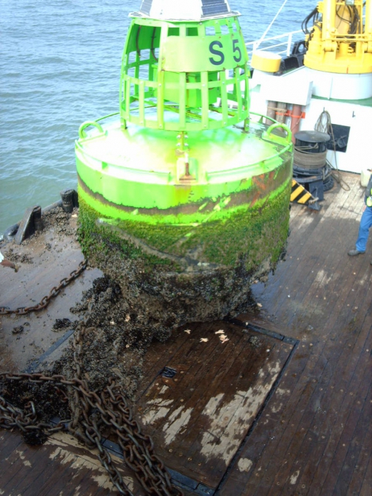 mossels op boei