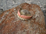 JPG file