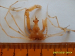 Macropodia tenuirostris (Leach, 1814)