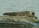 Gewone zeehond