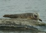 Gewone zeehond