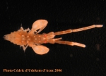 Podocerus septemcarinatus ANTXXIII-8 St-654-3 Elephant Island