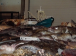 Fish exposed on table
