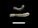 Trochoderma elegans, scale 1 cm