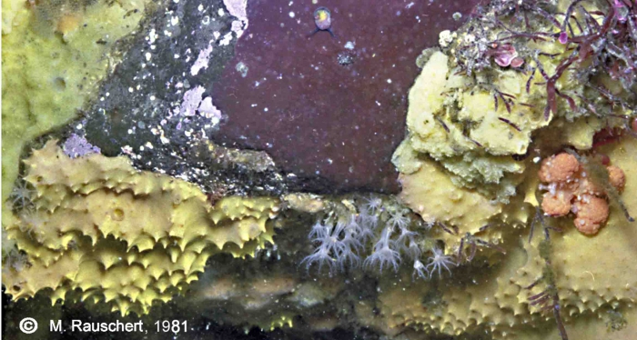 Sponges and small Hexacorallia in a rock niche in 5 - 7 m of depth. Maxwell Bay.