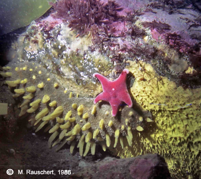 Sponges & Odontaster validus in a rock niche in 5 - 7 m of depth.