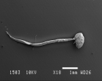 Oikopleura Scanning electron microscopy