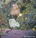 Alcyonium paessleri, Odontaster meridionalis and others