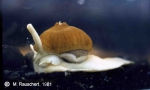 Symbiosis between gastropod and actinia