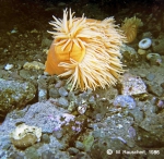 Urticinopsis antarctica & skeletons of sea-urchins.