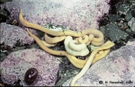 Parborlasia corrugata (Heteronemertini)