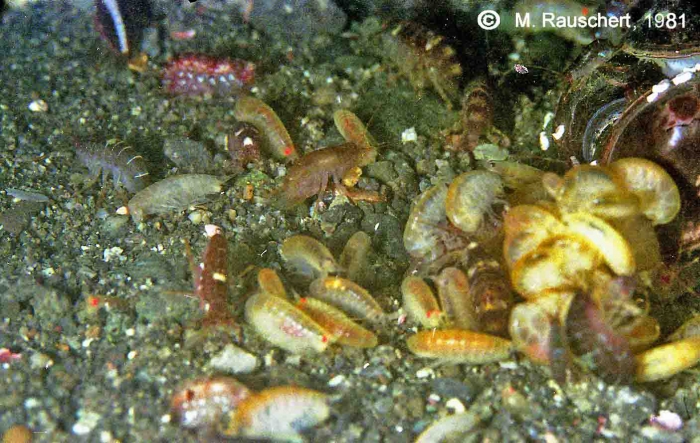 Amphipods eat excrements of the seals.