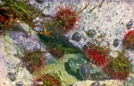 Sea-urchins and others at a rock in approximately 3 m of depth