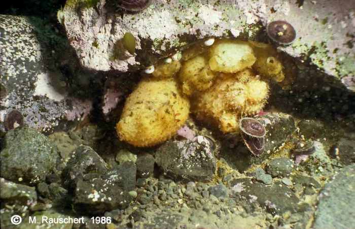 Cnemidocarpa verrucosa among others in a rock niche.