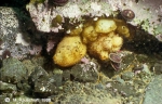 Underwater photos of Antarctic Benthos 1980 - 1990