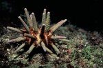 Echinodermata (Echinoderms)