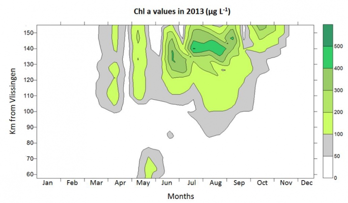 Chlorofyl concentraties in 2013 in de Zeeschelde
