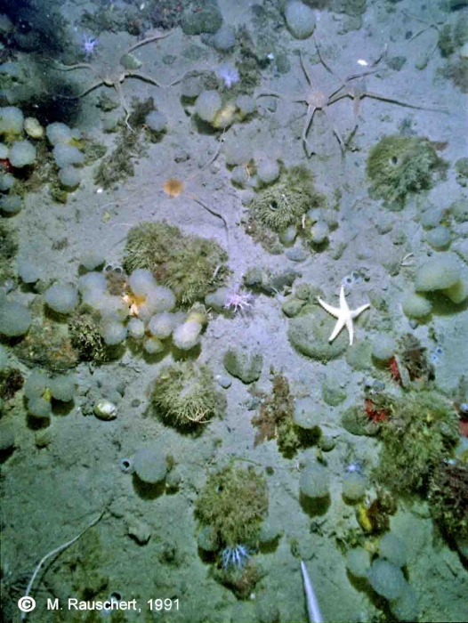 Sea-floor 49 m of depth