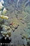 Sea-floor 50 m of depth