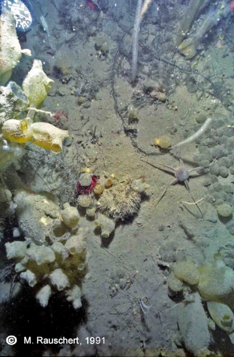Sea-floor 50 m of depth