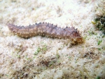 Holothuroidea (sea cucumbers)