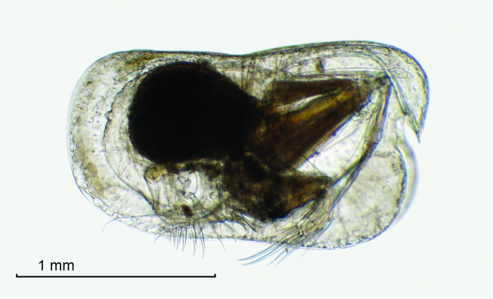 Conchoecia macrocheira G.W. Müller, 1906