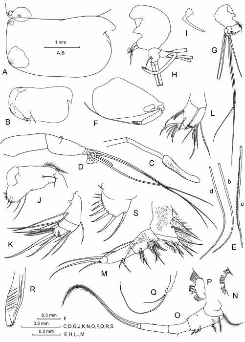 Conchoecia macrocheira G.W. Müller, 1906