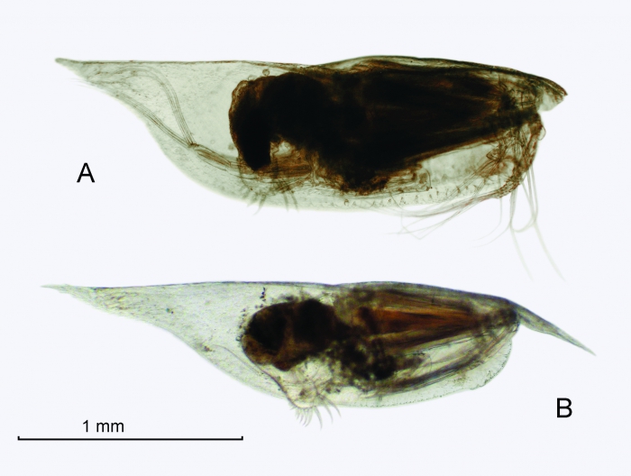 Conchoecilla daphnoides Claus, 1890