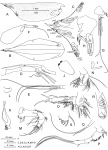 Conchoecilla daphnoides Claus, 1890