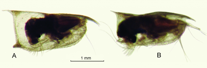 Conchoecissa imbricata (Brady, 1880)