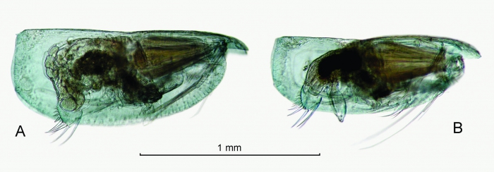 Discoconchoecia discophora (G.W. Müller, 1906)