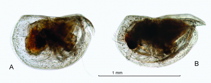 Mikroconchoecia stigmatica (G.W. Müller, 1906)