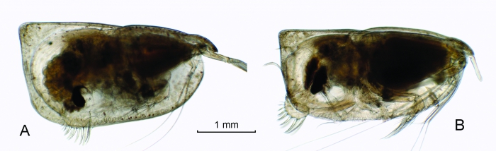 Orthoconchoecia atlantica (Lubbock, 1856)