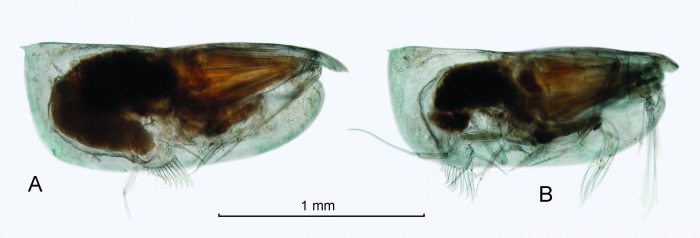 Paraconchoecia allotherium (G.W. Müller, 1906)