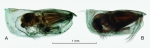 Paraconchoecia oblonga Claus, 1890, form A