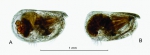 Nasoecia nasotuberculata (G.W. Müller, 1906)