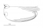 Paraconchoecia cophopyga (G.W. Müller, 1906)