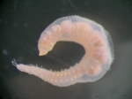 Polychaeta