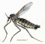 Parochlus steineni (female)