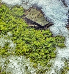 amphibious algae
