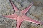 Echinodermata (Echinoderms)