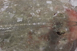 Small-eyed ray - Raja microocellata 