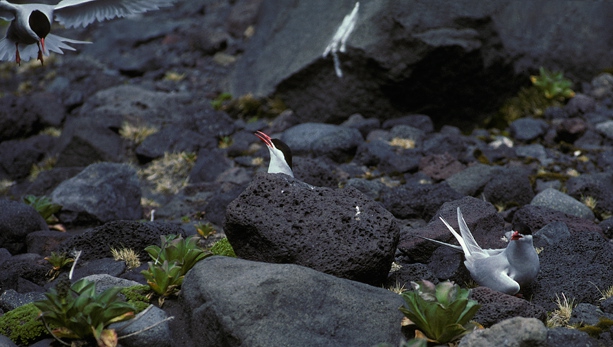 Antarctic Terns_1