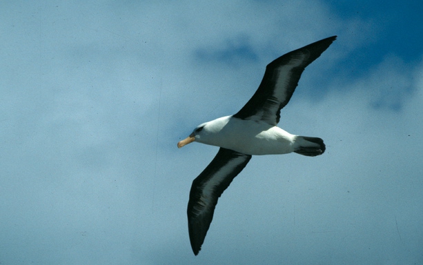 Black-Browed Albatross04