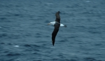 Black-Browed Albatross05