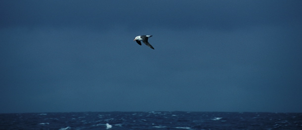 Black-Browed Albatross06