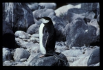 Chinstrap Penguin [orig]_1